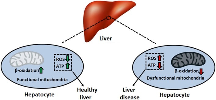 Diagram of liver function