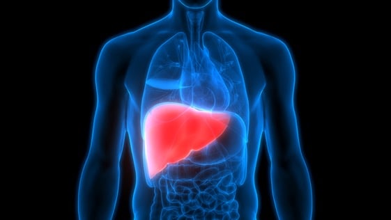 human body liver